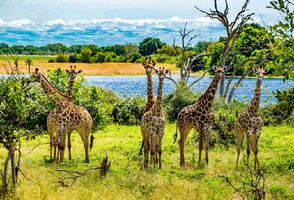 Po stopách Velké pětky – to nejlepší z afrického safari
